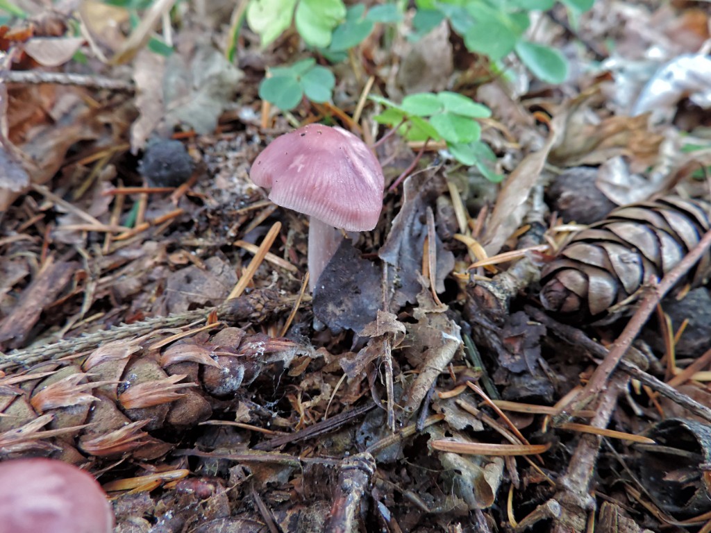 Heksenschermpje [11612] 19-okt-2014 (Bentheimerwald, Bad Bentheim).jpg - Heksenschermpje [Mycena rosea]